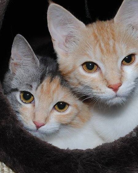 Hanni & Nanni