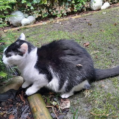 Henry (Titelbild)