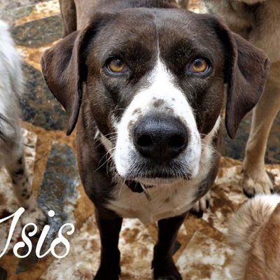 Isis (Titelbild)