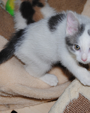 Jacki, Tiger, Bruno, Charly, Amy, Naomi, Hugo und Lucy
