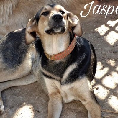 Jasper (Titelbild)