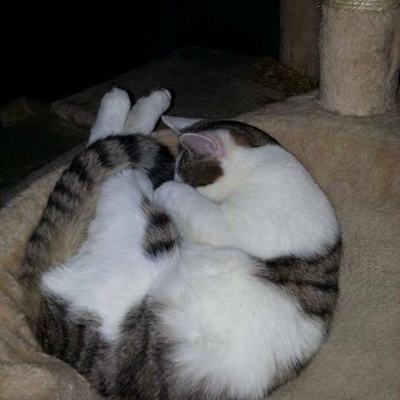 Felix & Jerry (Newton & Drake)