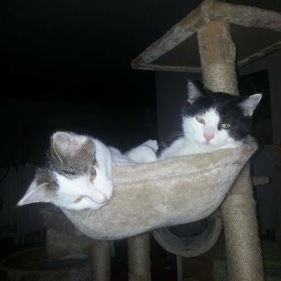 Felix & Jerry (Newton & Drake)