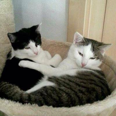 Felix & Jerry (Newton & Drake)