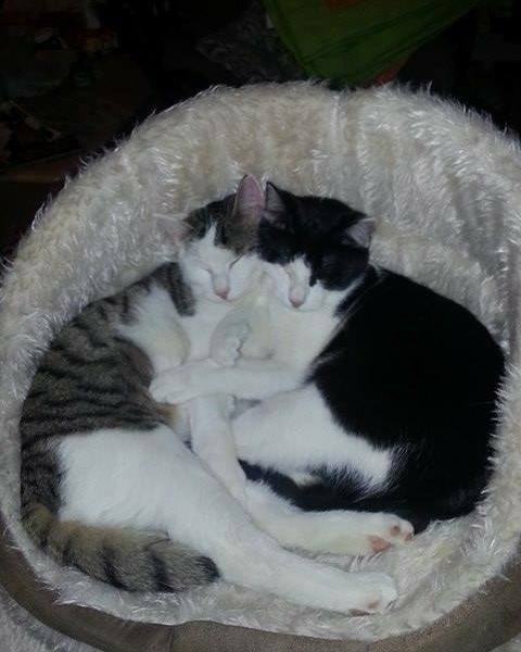 Felix & Jerry (Newton & Drake)