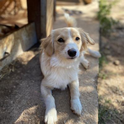 Kasimir