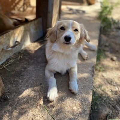 Kasimir