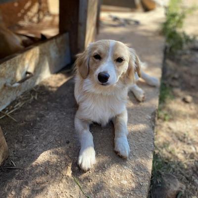 Kasimir