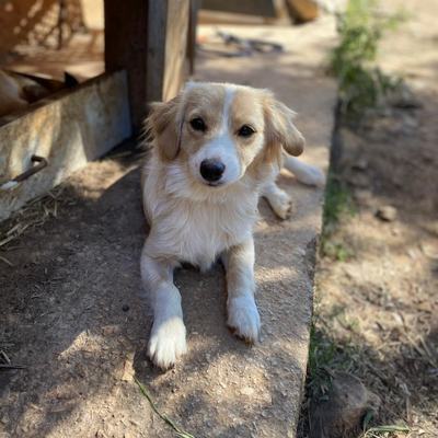 Kasimir