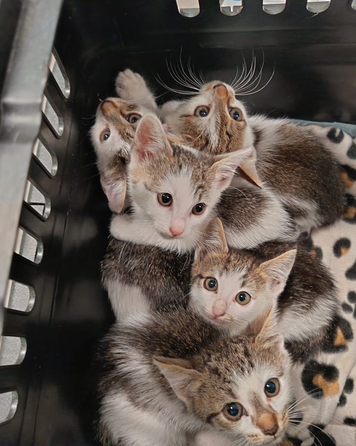 Kitty mit ihren Babys