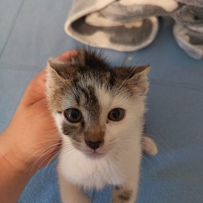 Kitty mit ihren Babys