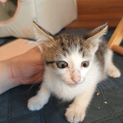 Kitty mit ihren Babys