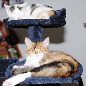 Kitty & Molly (Skylor & Elsa)