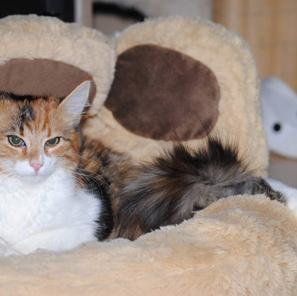 Kitty & Molly (Skylor & Elsa) – kitty.jpg