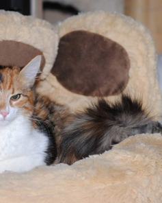 Kitty & Molly (Skylor & Elsa)