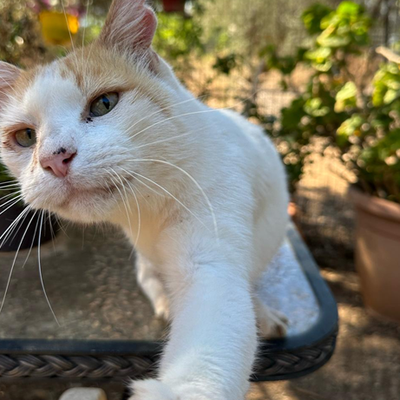 Leo (Titelbild)