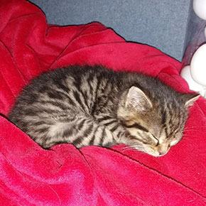 Lilli