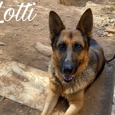 Lotti (Titelbild)