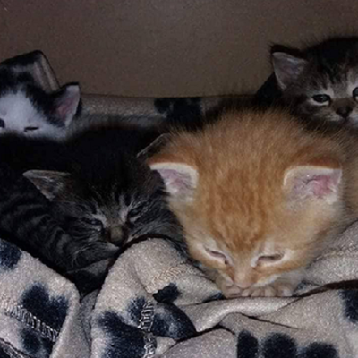 Mama Isis mit den Babys Mogli, Daisy, Pedro und Jane (Titelbild)