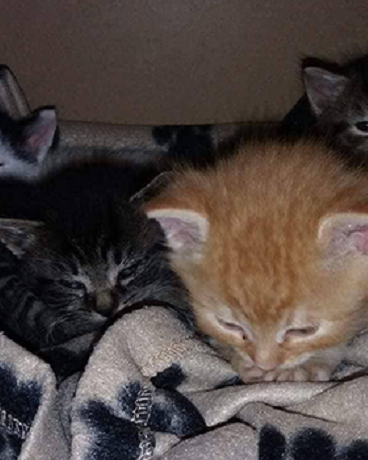 Mama Isis mit den Babys Mogli, Daisy, Pedro und Jane