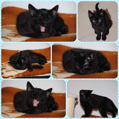 Mara, Mischa, Midnight, Mona-Lisa, Funny und Sammy