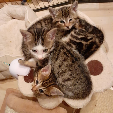 Melody, Destiny und Stella – melody-destiny-stella2.png