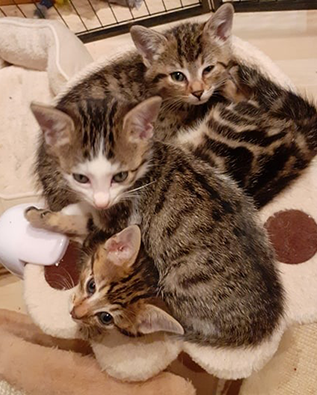Melody, Destiny und Stella