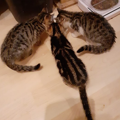 Melody, Destiny und Stella
