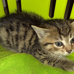 Melody, Destiny und Stella