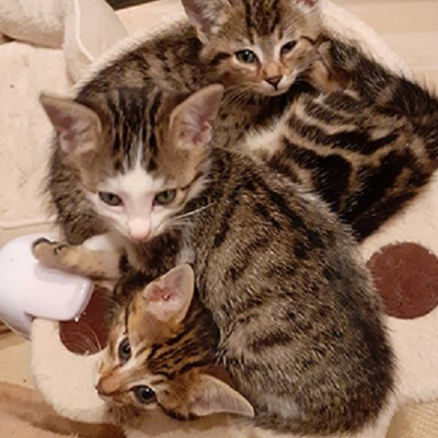 Melody, Destiny und Stella (Titelbild)