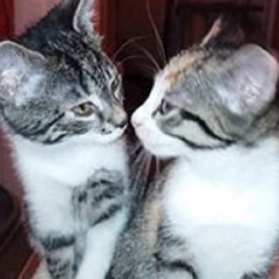 Mia, Lucy, Bibi, Sunny und Baby (Titelbild)