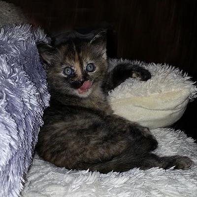 Mia – mia1.jpg