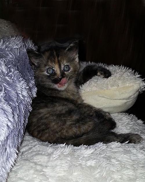 Mia