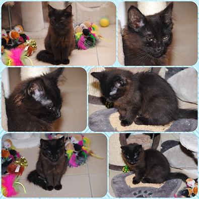 Mara, Mischa, Midnight, Mona-Lisa, Funny und Sammy