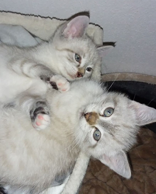 Miez und Carlo