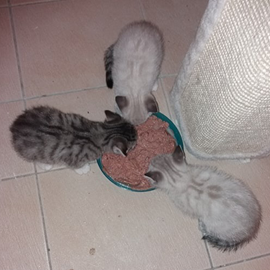 Miez und Carlo