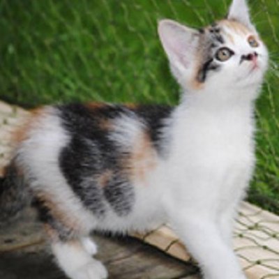 Minka (jetzt: Cookie) und ihre 7 Babies (Titelbild)