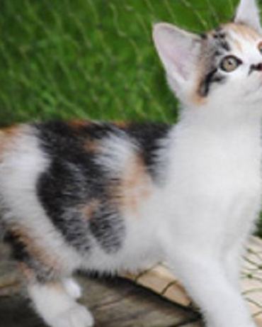 Minka (jetzt: Cookie) und ihre 7 Babies