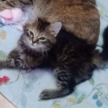 Loki und Minou – minou.jpg