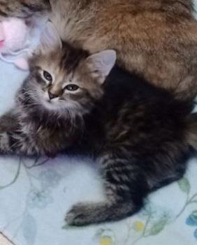 Loki und Minou