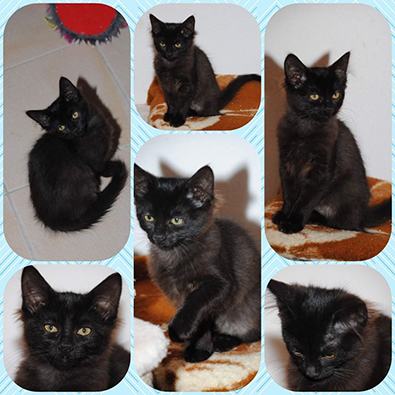 Mara, Mischa, Midnight, Mona-Lisa, Funny und Sammy – mischa.jpg