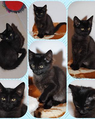 Mara, Mischa, Midnight, Mona-Lisa, Funny und Sammy