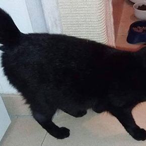 Missy, die bildhübsche Ex-Streunerkatze