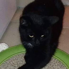 Missy, die bildhübsche Ex-Streunerkatze – missy2.jpg