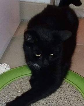 Missy, die bildhübsche Ex-Streunerkatze