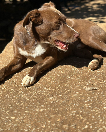 Mocca
