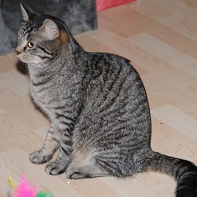 Mogli