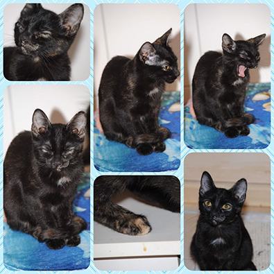 Mara, Mischa, Midnight, Mona-Lisa, Funny und Sammy