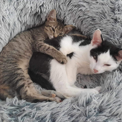 Nuri (Sissi), Finny (Mona) + Minou, Sissi + Franz, DaVinci, Lola und ihre Eltern (2 männlich + 2 weibliche Katzen) (Titelbild)