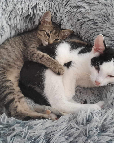 Nuri (Sissi), Finny (Mona) + Minou, Sissi + Franz, DaVinci, Lola und ihre Eltern (2 männlich + 2 weibliche Katzen)